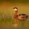 Potapka rudokrka - Podiceps grisegena - Red-necked Grebe 9719
